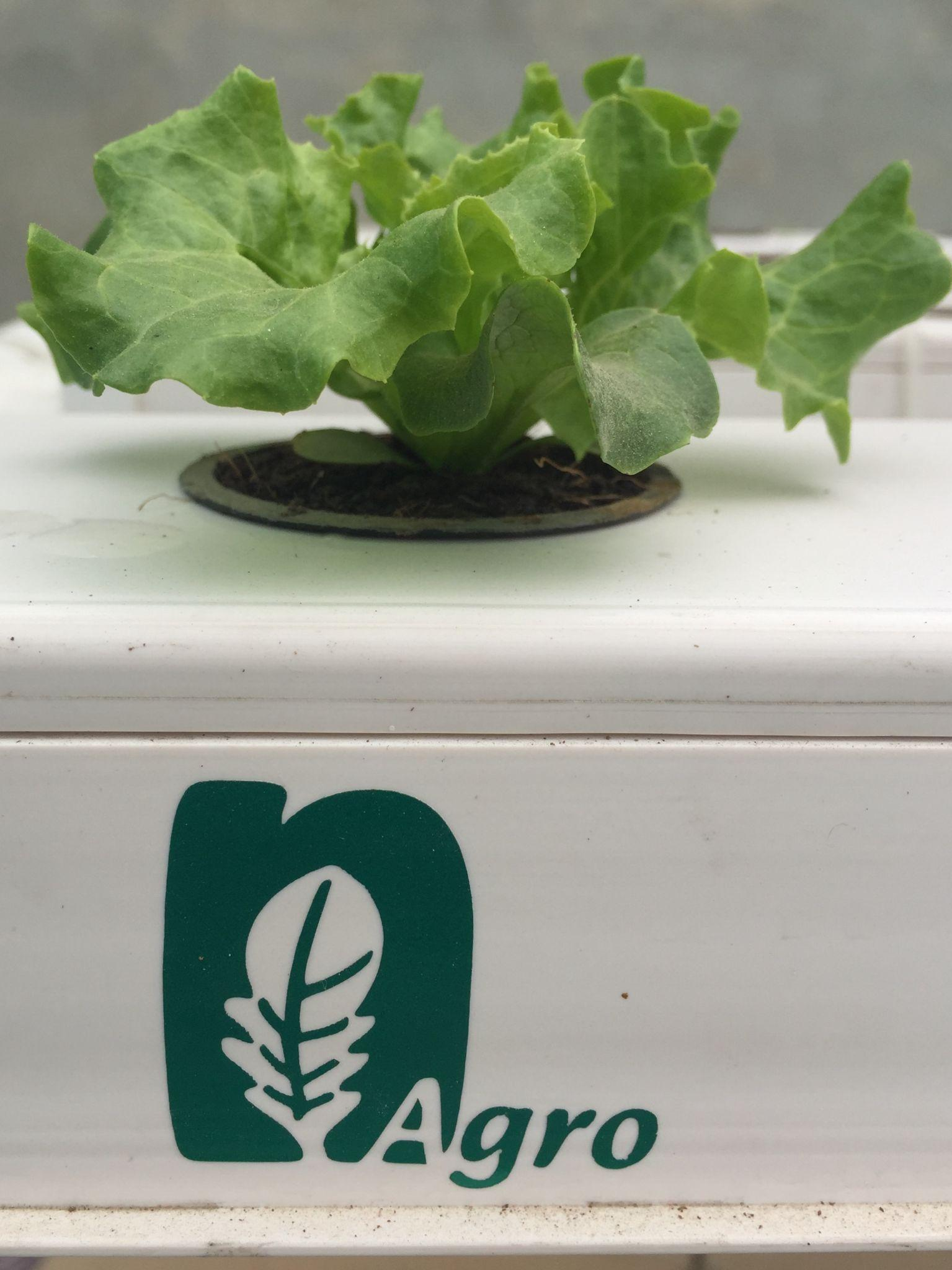 Hydroponic lettuce