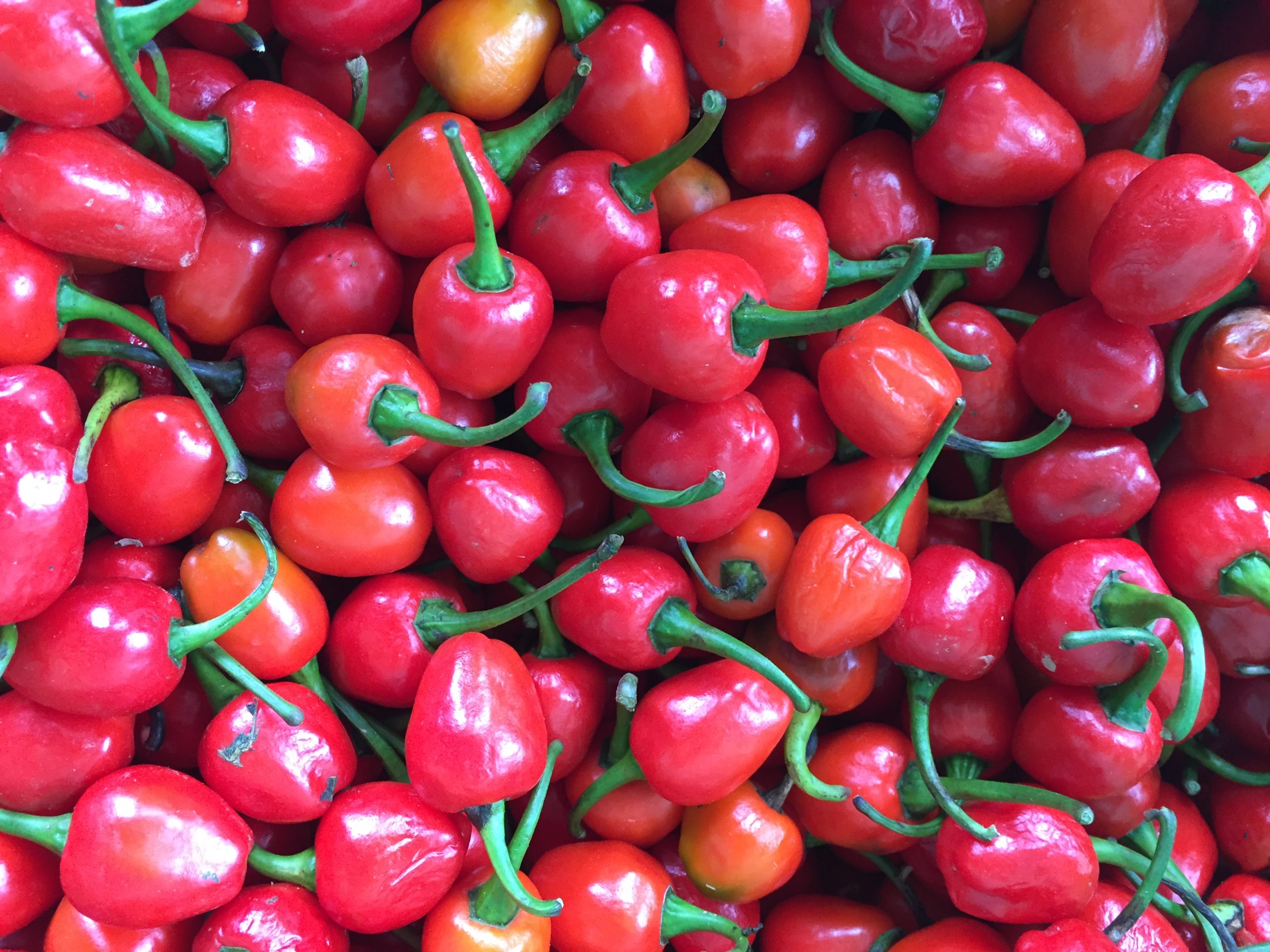 Akbare seeds