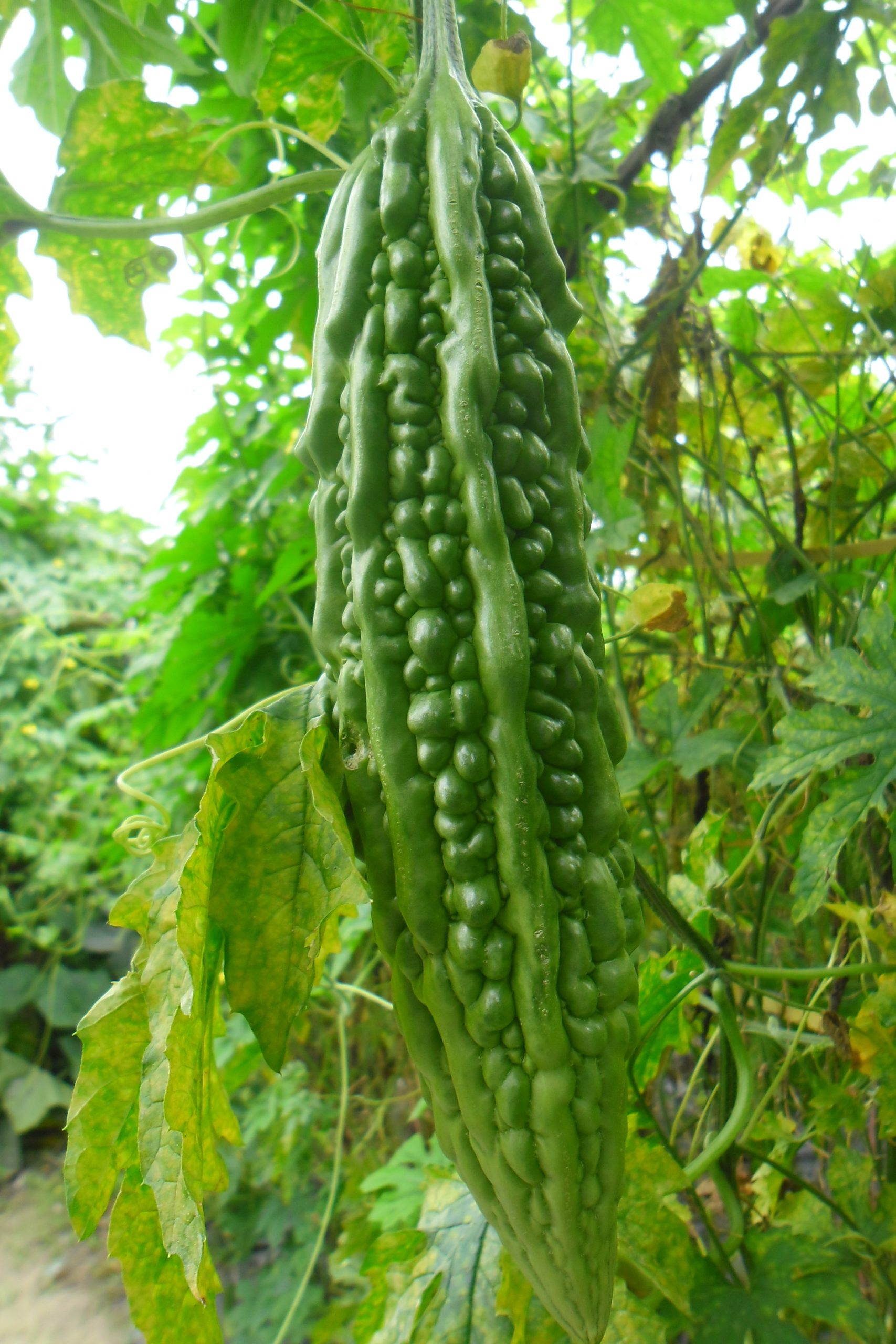 Bitter gourd seeds