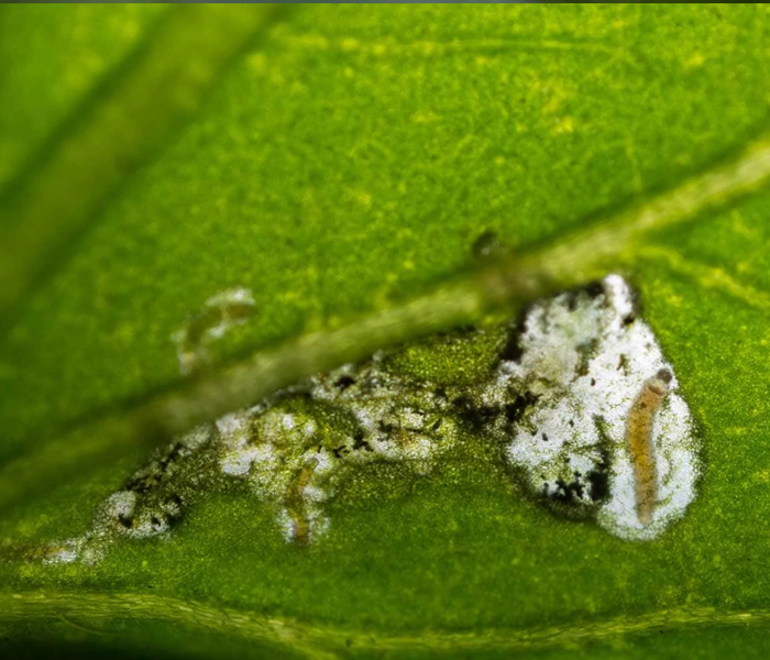 Pest image 1