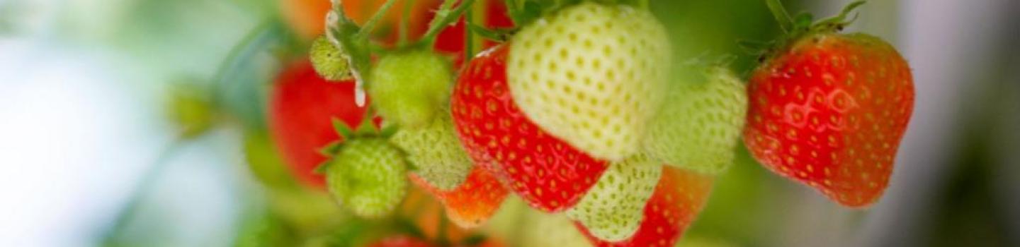 Strawberries growing on the plant