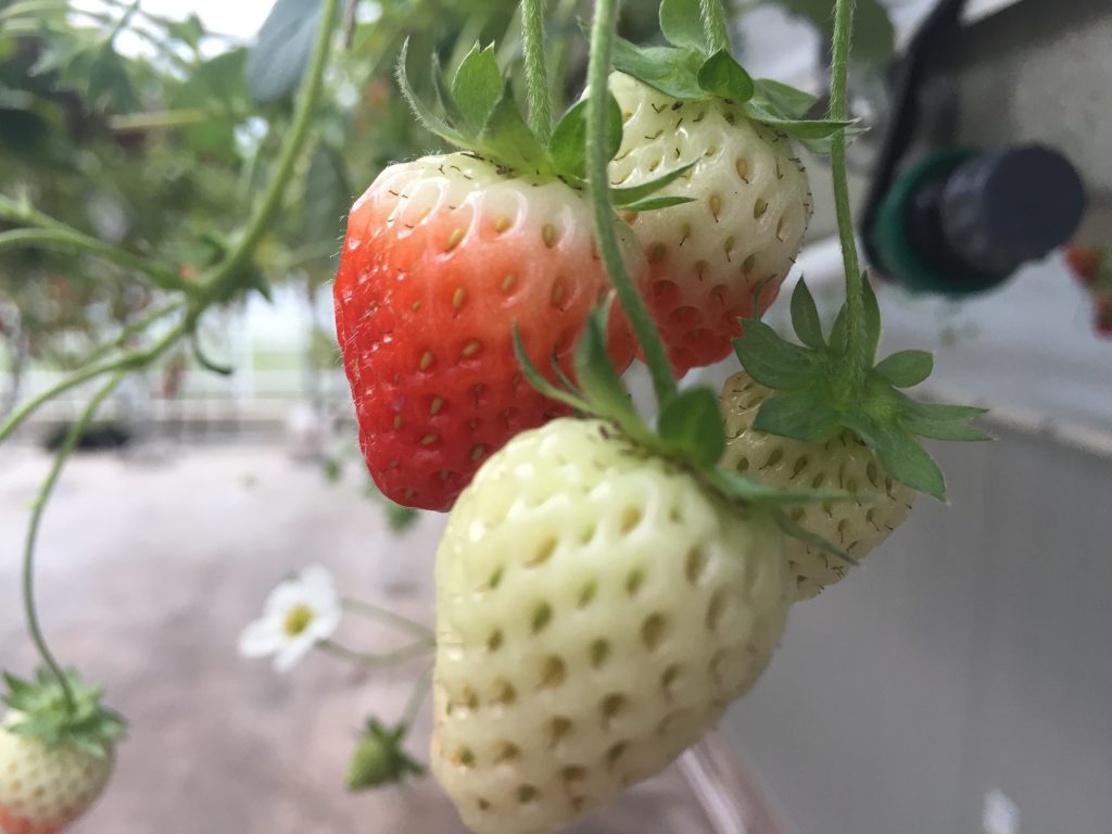 Hydroponic strawberries