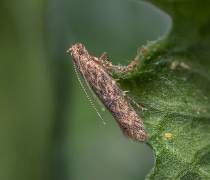 Pest image 3