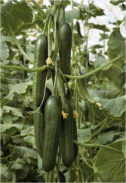 Mini Cucumber