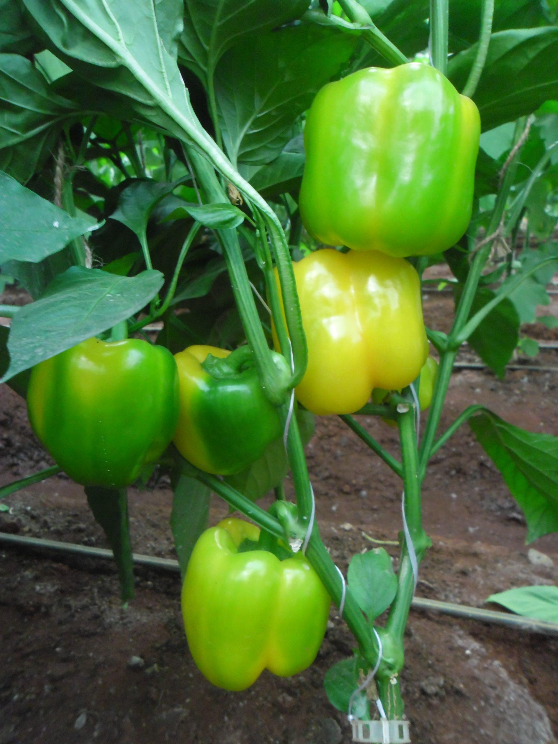 Pepper seeds