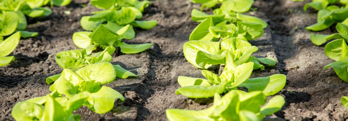 Healthy crop plants growing in a field