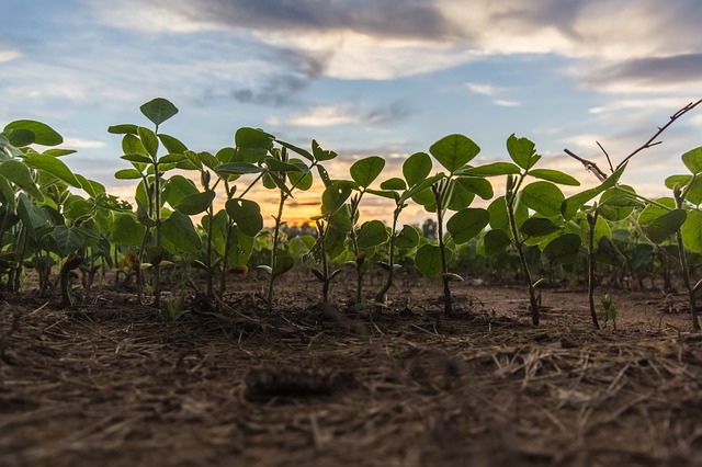 Young plants growing in a field at sunset