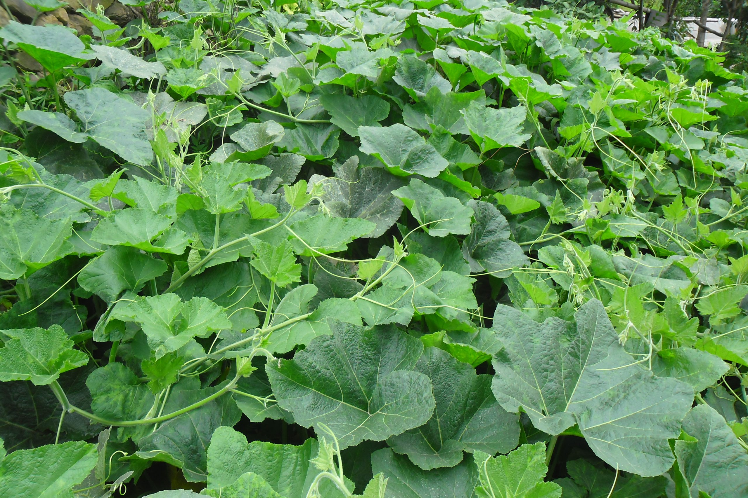 Pumpkin seeds