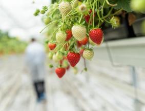 Crop residue analysis in a laboratory