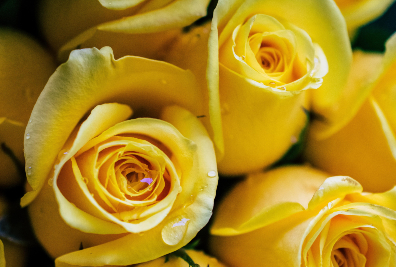 Rose research
