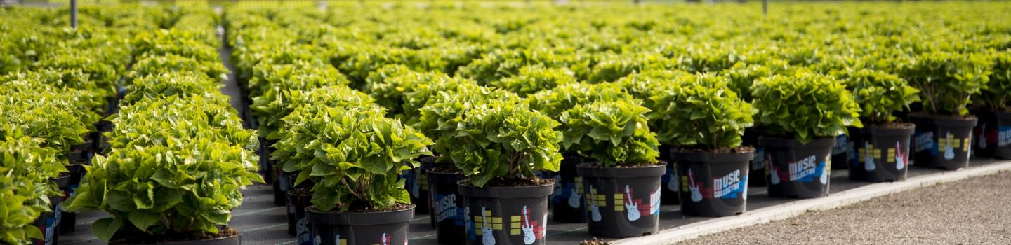 Plant nursery rows in a growing field