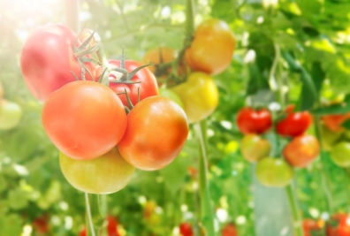 Tomatoes growing on the vine