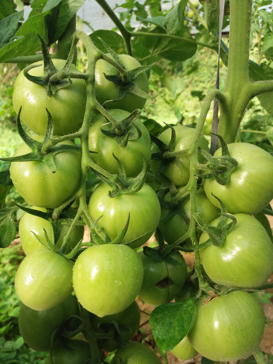 Tomato seeds