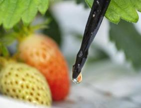 Strawberries on the plant